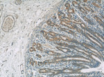 FAU Antibody in Immunohistochemistry (Paraffin) (IHC (P))
