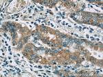 FAU Antibody in Immunohistochemistry (Paraffin) (IHC (P))