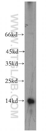 FAU Antibody in Western Blot (WB)