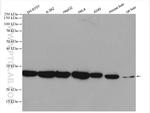 PRDX6 Antibody in Western Blot (WB)