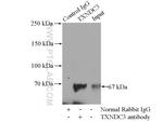 TXNDC3 Antibody in Immunoprecipitation (IP)