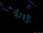 WWP1 Antibody in Immunocytochemistry (ICC/IF)
