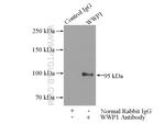 WWP1 Antibody in Immunoprecipitation (IP)