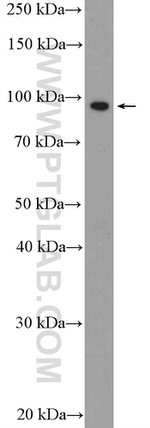WWP1 Antibody in Western Blot (WB)