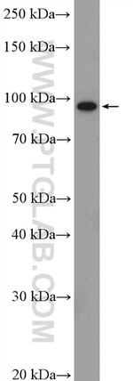 WWP1 Antibody in Western Blot (WB)