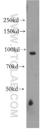 WWP1 Antibody in Western Blot (WB)