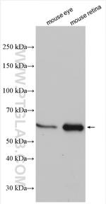 MPP2 Antibody in Western Blot (WB)