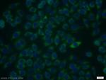 RIOK3 Antibody in Immunocytochemistry (ICC/IF)
