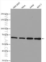 RIOK3 Antibody in Western Blot (WB)