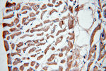 Tenascin-X Antibody in Immunohistochemistry (Paraffin) (IHC (P))