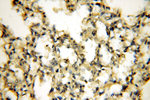 Tenascin-X Antibody in Immunohistochemistry (Paraffin) (IHC (P))