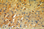 Tenascin-X Antibody in Immunohistochemistry (Paraffin) (IHC (P))