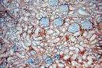 Tenascin-X Antibody in Immunohistochemistry (Paraffin) (IHC (P))