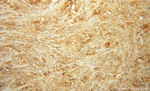 Cadherin-7 Antibody in Immunohistochemistry (Paraffin) (IHC (P))