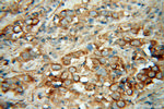 Cadherin-7 Antibody in Immunohistochemistry (Paraffin) (IHC (P))