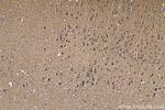 Cadherin-7 Antibody in Immunohistochemistry (Paraffin) (IHC (P))