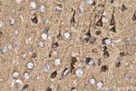Cadherin-7 Antibody in Immunohistochemistry (Paraffin) (IHC (P))