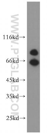 Cadherin-7 Antibody in Western Blot (WB)