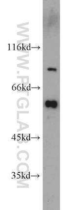 Cadherin-7 Antibody in Western Blot (WB)