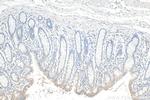 ITM2C Antibody in Immunohistochemistry (Paraffin) (IHC (P))