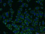 Carboxypeptidase A6 Antibody in Immunocytochemistry (ICC/IF)