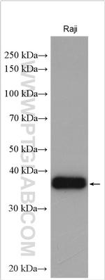 POU2AF1 Antibody in Western Blot (WB)
