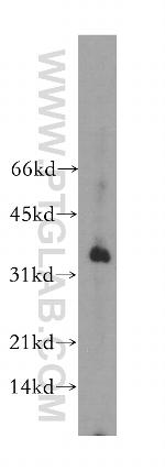 POU2AF1 Antibody in Western Blot (WB)