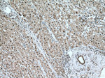 FBXO22 Antibody in Immunohistochemistry (Paraffin) (IHC (P))