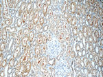 TOB2 Antibody in Immunohistochemistry (Paraffin) (IHC (P))