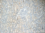 TOB2 Antibody in Immunohistochemistry (Paraffin) (IHC (P))