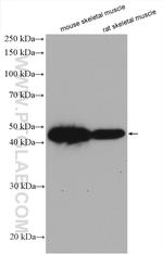 TOB2 Antibody in Western Blot (WB)