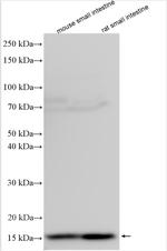 REG3A Antibody in Western Blot (WB)