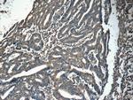 IFT20 Antibody in Immunohistochemistry (Paraffin) (IHC (P))