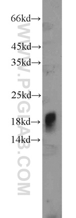 IFT20 Antibody in Western Blot (WB)