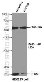 IFT20 Antibody in Western Blot (WB)