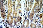 RASGEF1B Antibody in Immunohistochemistry (Paraffin) (IHC (P))