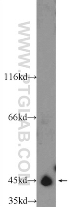 TTL Antibody in Western Blot (WB)