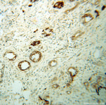 SERCA3 Antibody in Immunohistochemistry (Paraffin) (IHC (P))