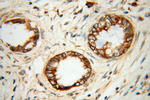 SERCA3 Antibody in Immunohistochemistry (Paraffin) (IHC (P))