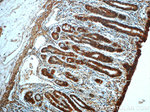 CAMKK1 Antibody in Immunohistochemistry (Paraffin) (IHC (P))