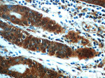 CAMKK1 Antibody in Immunohistochemistry (Paraffin) (IHC (P))