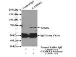 CAMKK1 Antibody in Immunoprecipitation (IP)