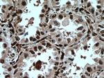 GMFG Antibody in Immunohistochemistry (Paraffin) (IHC (P))