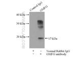 GMFG Antibody in Immunoprecipitation (IP)