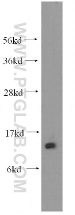 FABP1 Antibody in Western Blot (WB)