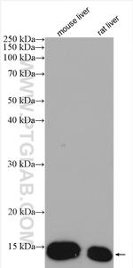 FABP1 Antibody in Western Blot (WB)