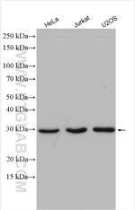 NSMCE2 Antibody in Western Blot (WB)