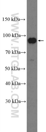BCAR3 Antibody in Western Blot (WB)