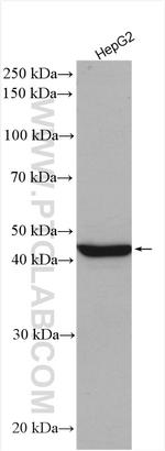 CREB3L4 Antibody in Western Blot (WB)
