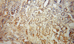 PNMA1 Antibody in Immunohistochemistry (Paraffin) (IHC (P))